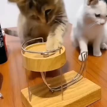 funny and cute cats #shortvideo #shorts