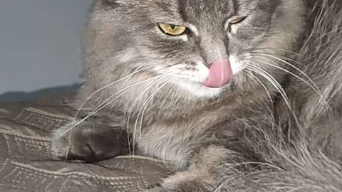 the cat sticks out its tongue in slow motion