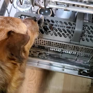 Cooper helping out in the kitchen