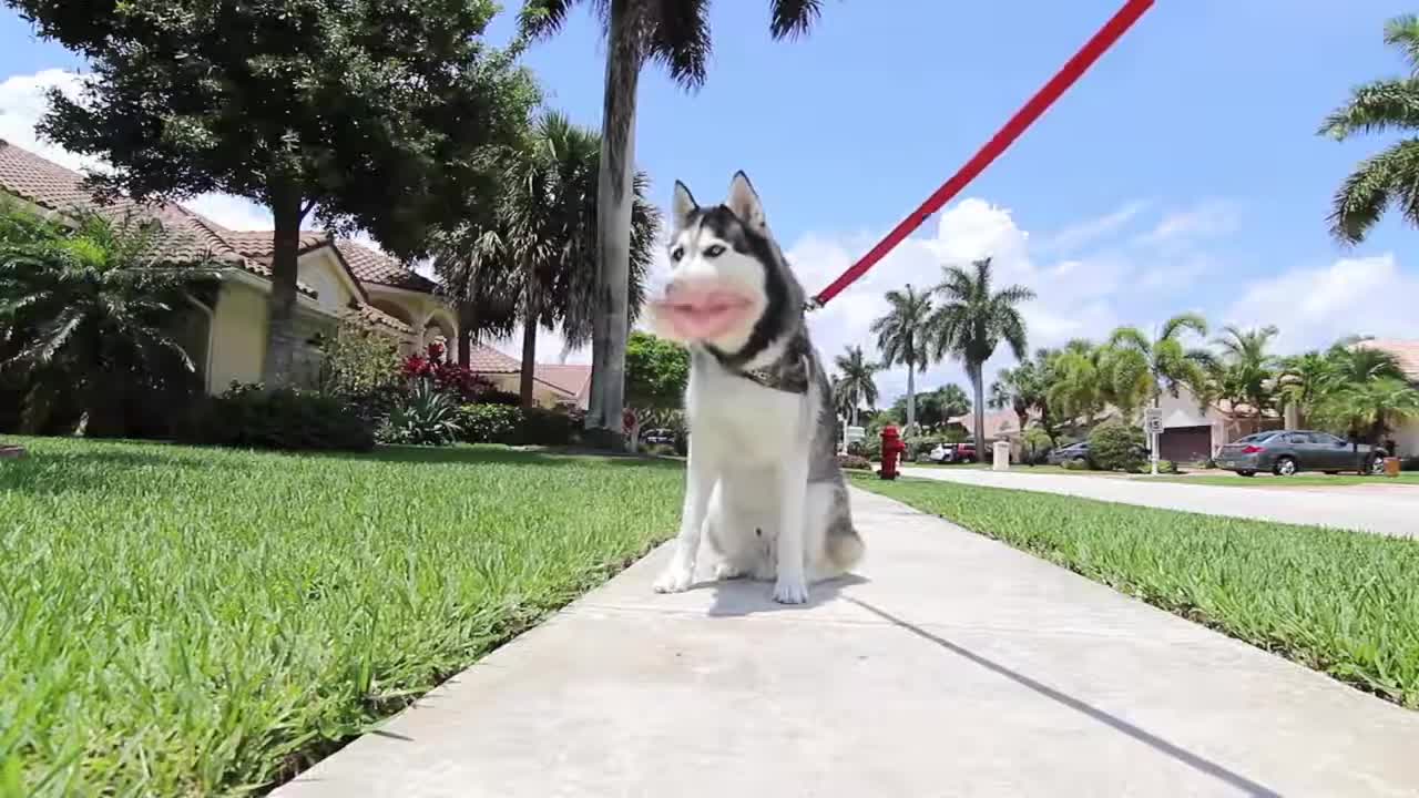 hilarious taking dong husky