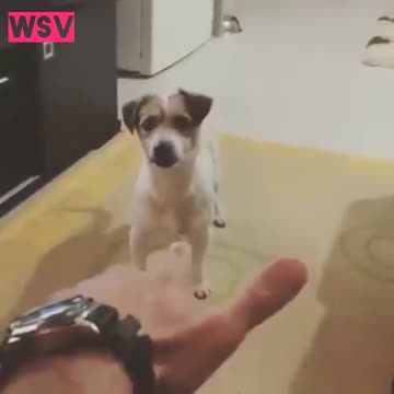 Funny puppy video