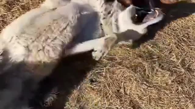 The Tibetan mastiff fell in love with the she-wolf