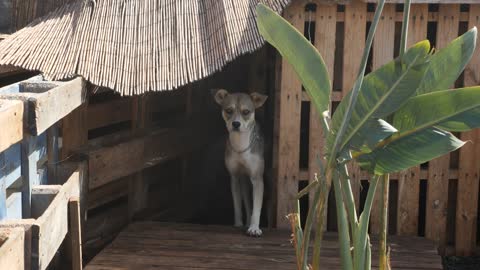 Stray Dog Finds and Eats Something