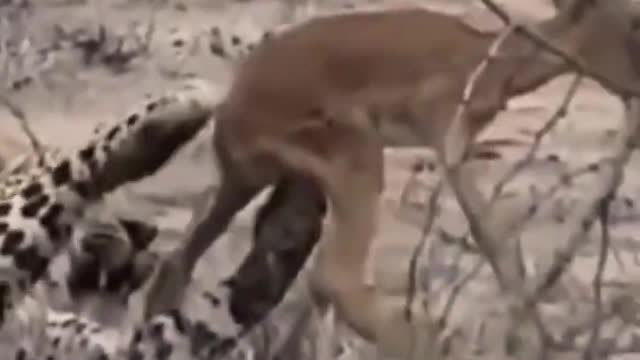 Leopard Playing With Baby Impala.
