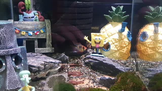 Cute fish fight