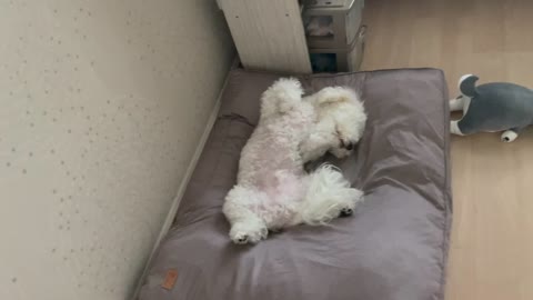 hilariously sleeping dog, funny dog