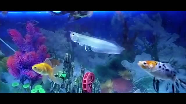 AROWANA EAT GOLDFISH