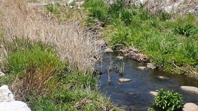 A stream in the city