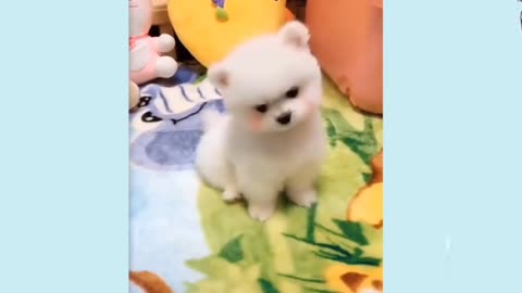 Cute Dog Video || Dog Video