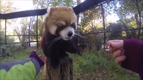 Most Adorable Red Panda - CUTEST