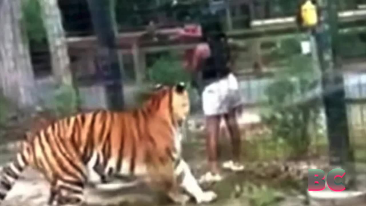 Woman nearly bitten by tiger after climbing over fence at New Jersey zoo