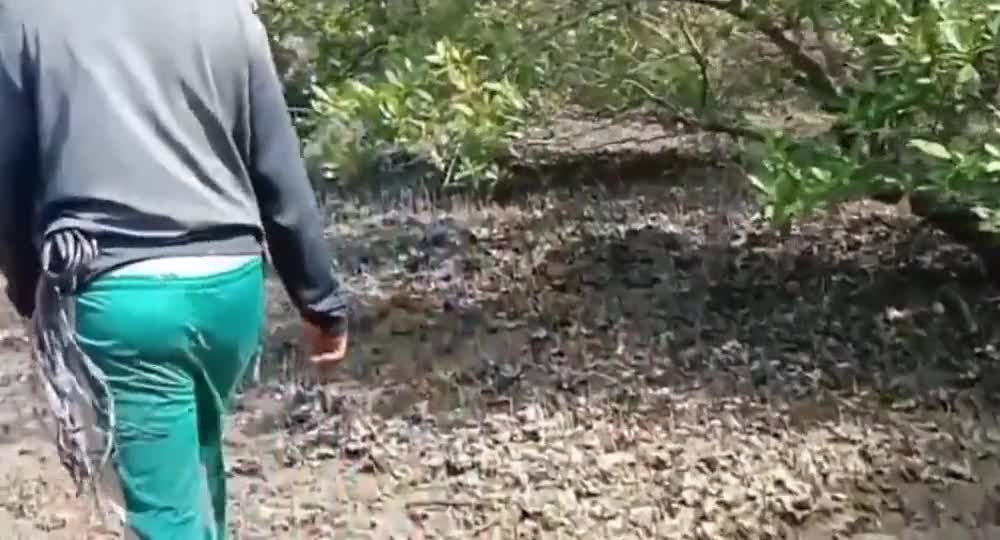 Digging for blue crabs in the woods on an uninhabited island in the Philippines, Southeast Asia