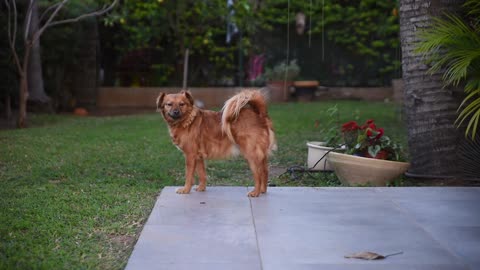 A brown pet dog plays in the garden.