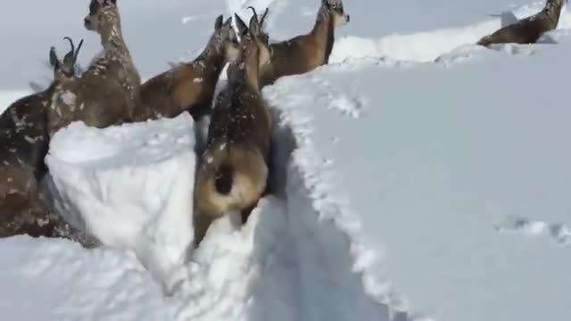 rescat d& uns isards perduts entre la neu