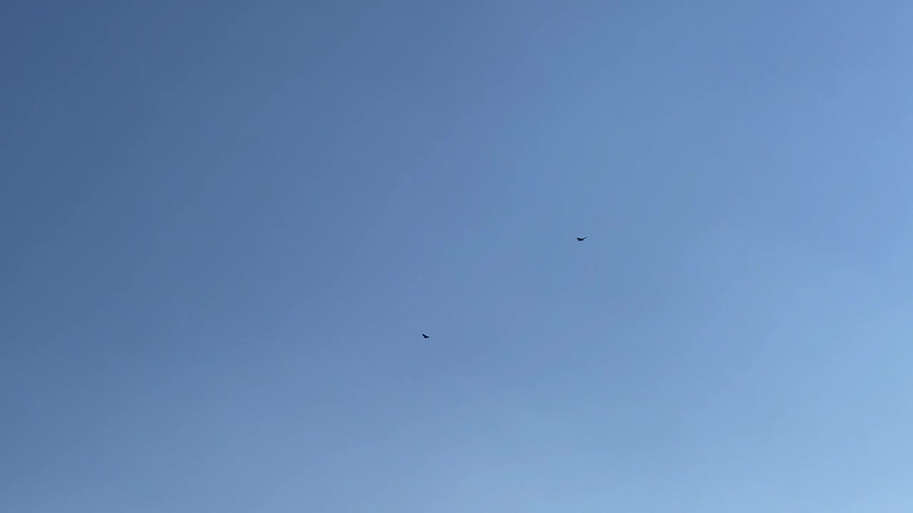 Hawk Flying