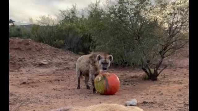 What kind of animal is this? Its nose is like a cow's nose