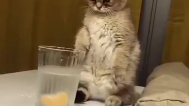Funny cat video