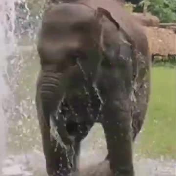 Baby Elephant enjoying in water fountain #shorts #youtubeshorts
