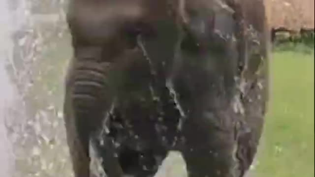 Baby Elephant enjoying in water fountain #shorts #youtubeshorts