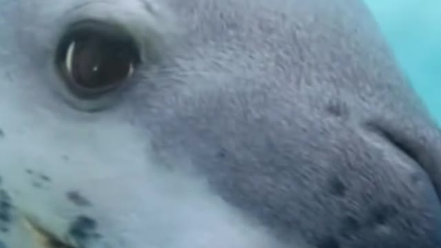 Taking a picture of a sea lion underwater, its tongue has black spots