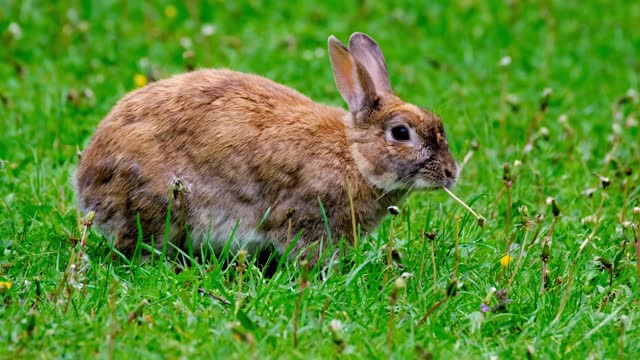 🌳🐰🌄#Rabbits and #Fire🌳🐰🌄