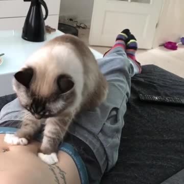 Adorable massage job for Lovely cats