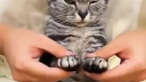 Funny cat video