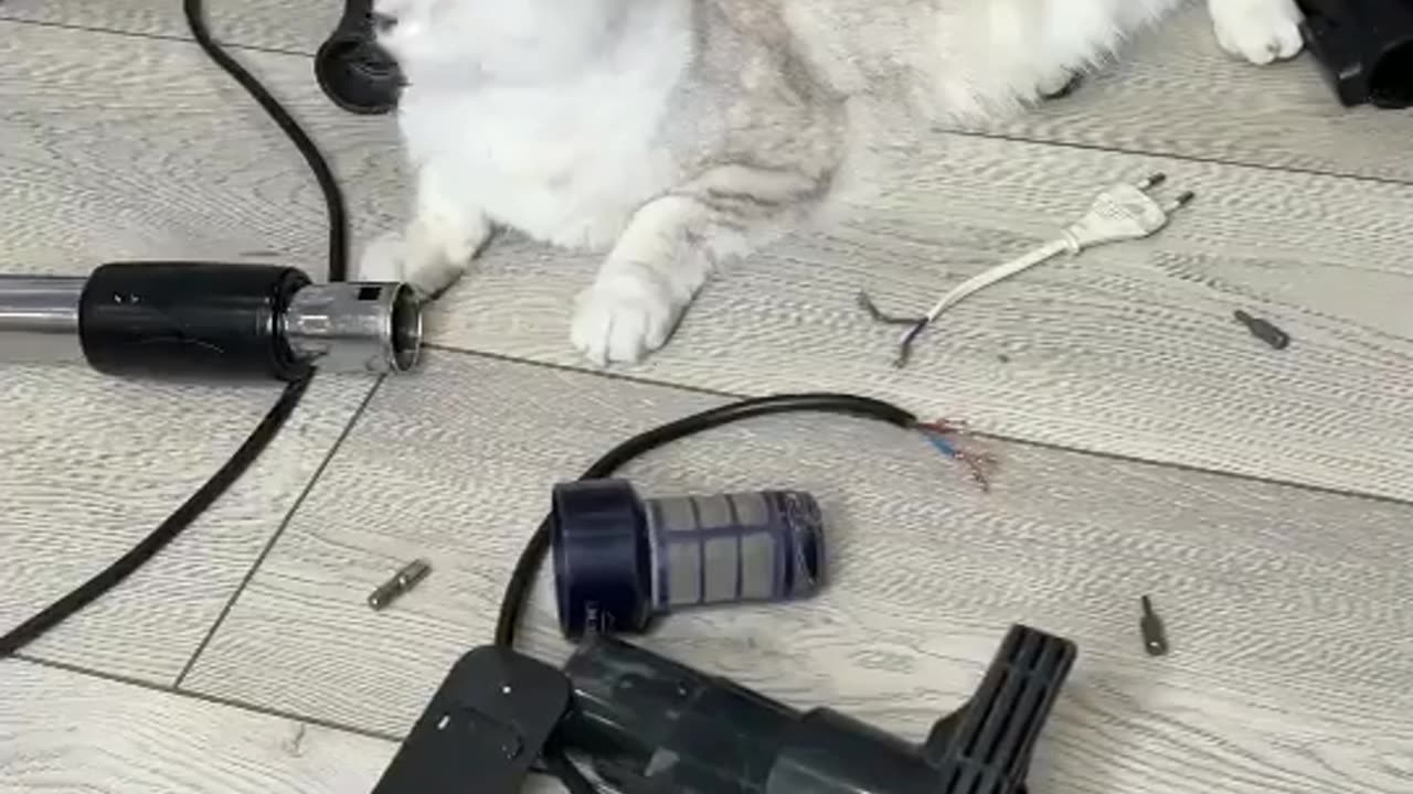 So cute 🥰 ||My cute cat find rat hahahaha funny