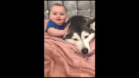 Husky and Little Baby Becoming Best Friends