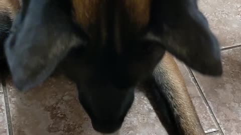 Dog Has Mixed Feelings About Sour Snack