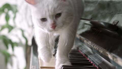 A cat walking in the piano