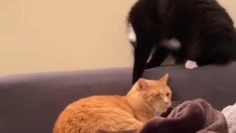 Funny cat video 2cat video funny 🤣