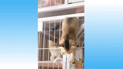 Cute Cats and Dogs Funny Animals Compilation 2020 Funnyanimals #11