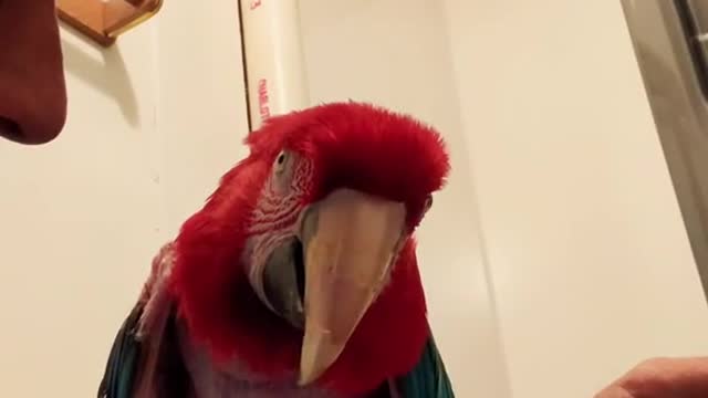 lola#greenwingmacaw