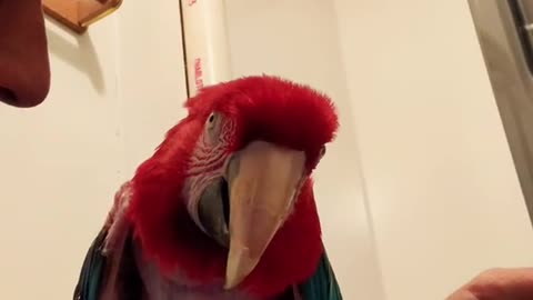 lola#greenwingmacaw