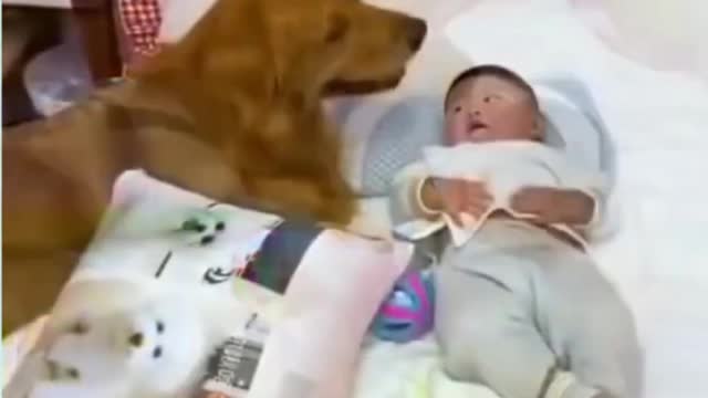 SMART DOG TAKE CARE OF BABY