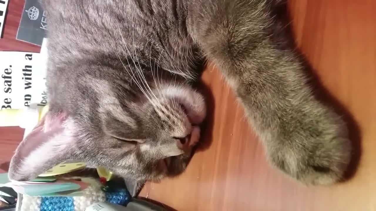 Sleepy Kitty, Angry kitty