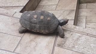 Red-Footed Tortoise Rides Ramp for Fun