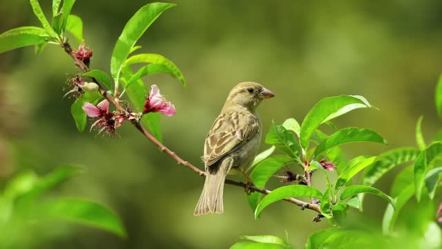 Birds music relax هدوء تامل طيور