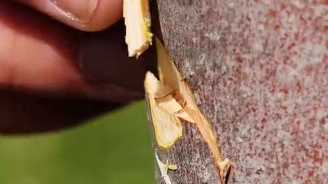 27 GARDENING HACKS YOU'LL WANT TO KNOW