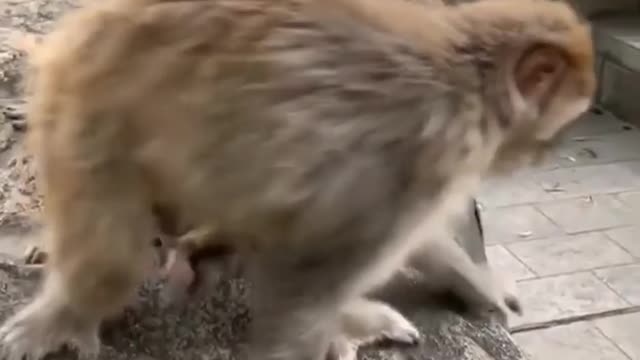 Funny monkey