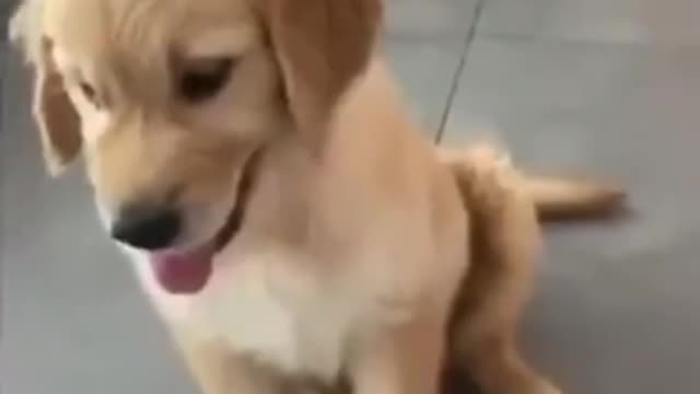 Both pupper are equally wholesome