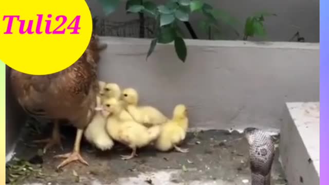 Snake Vs Hen Viral video / Viral video 2022