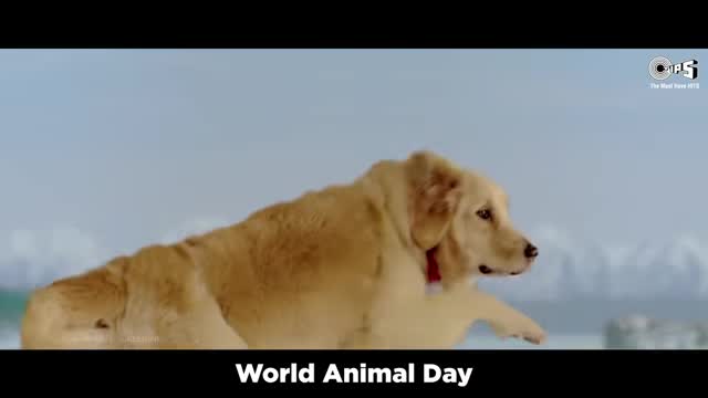 World animal day
