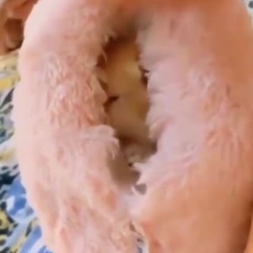 PETS NEVER LIE ABOUT LOVE-55 #shorts