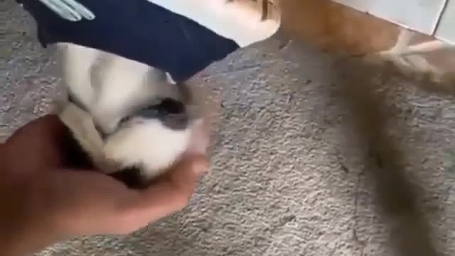 They can fit everywhere