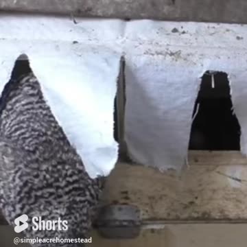 Fresh eggs. Roll out nest box.