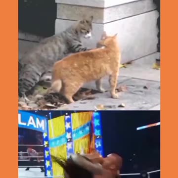 WWE CATS FIGHT