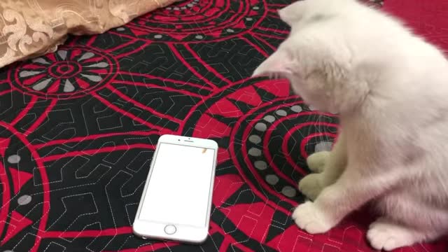 Cat playing catch mouse by phone