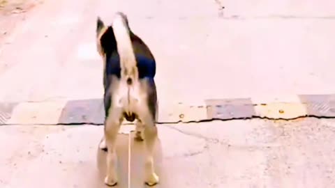 Dog style